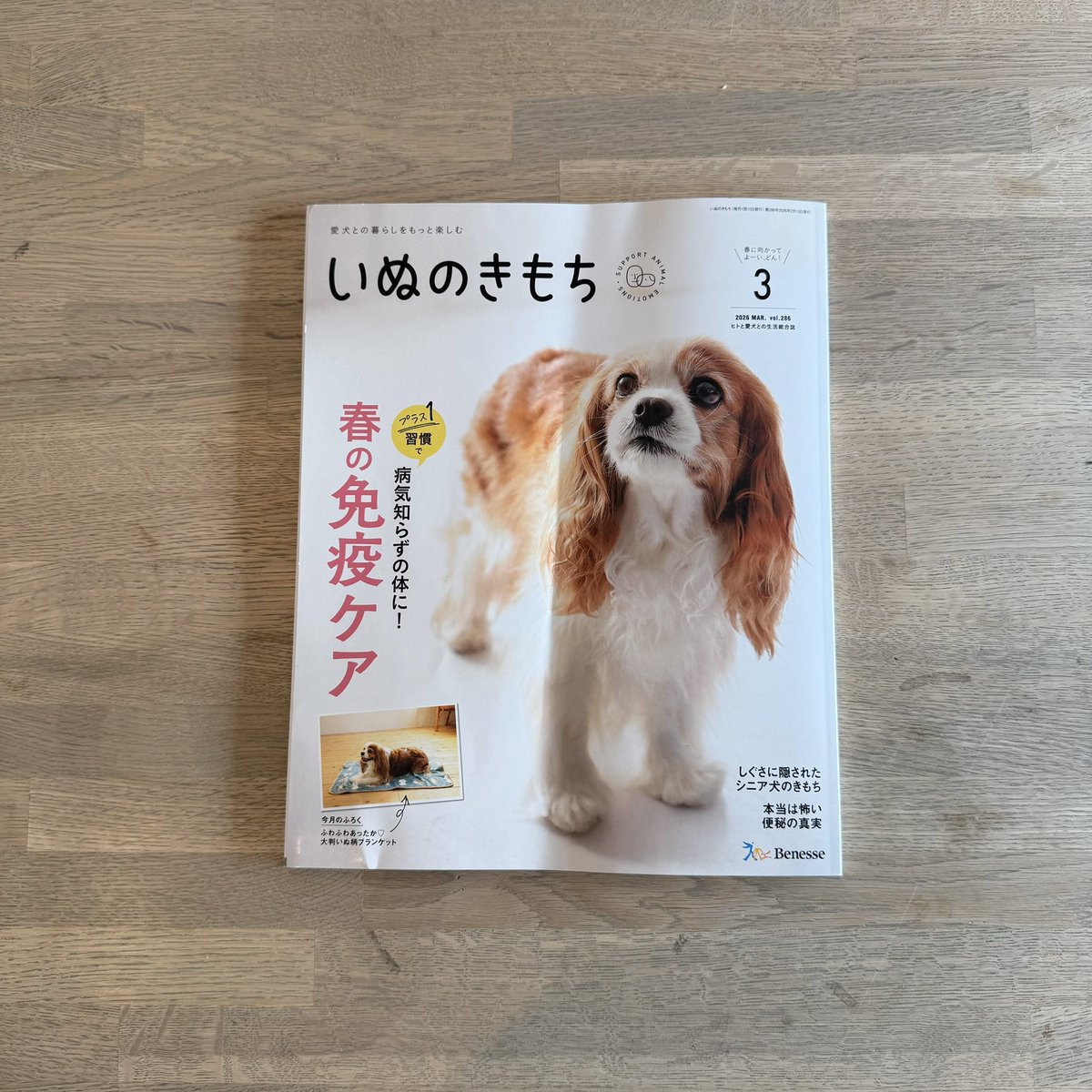 mshr_0612's tweet photo. いぬのきもち3月号「トホホ犬連れ旅」のイラストを描きました。
わんこも描きます。ウフフ

#いぬのきもち
#benesse https://t.co/gJQdEVcvsA