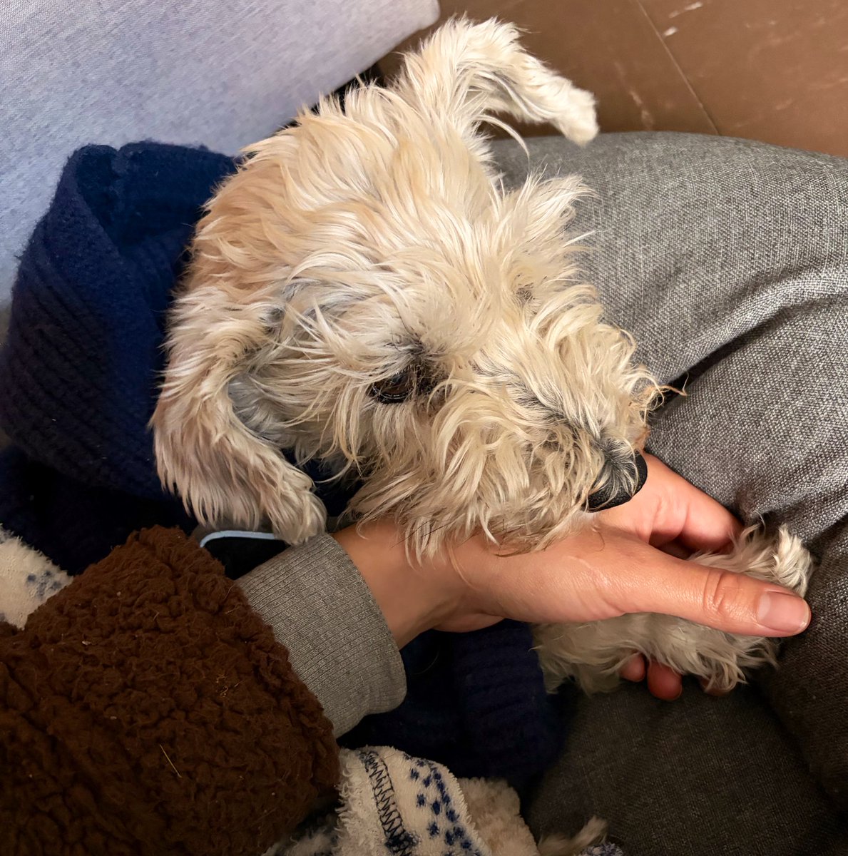 Lulú Molina tweet media