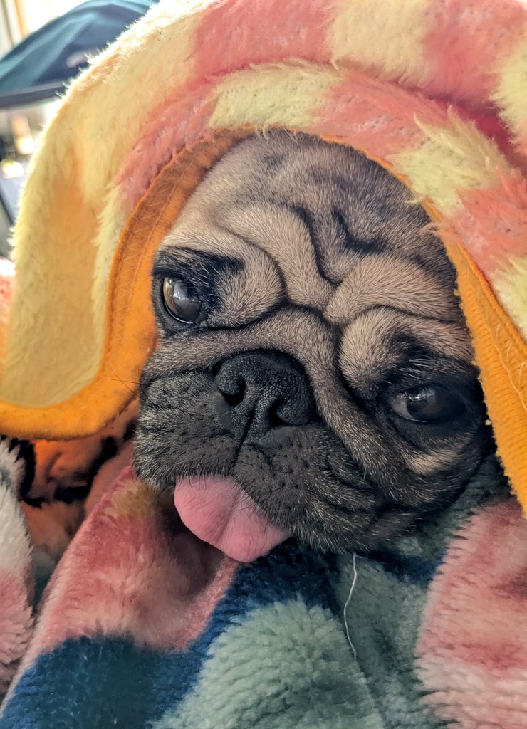 パグのこまめ (@pug_komame) / Posts / X