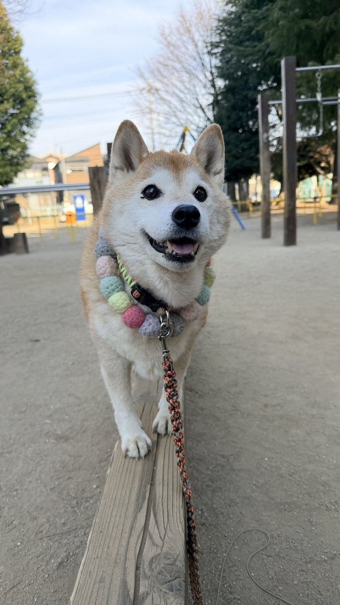柴犬ハナ (@87shiba87) / Posts / X