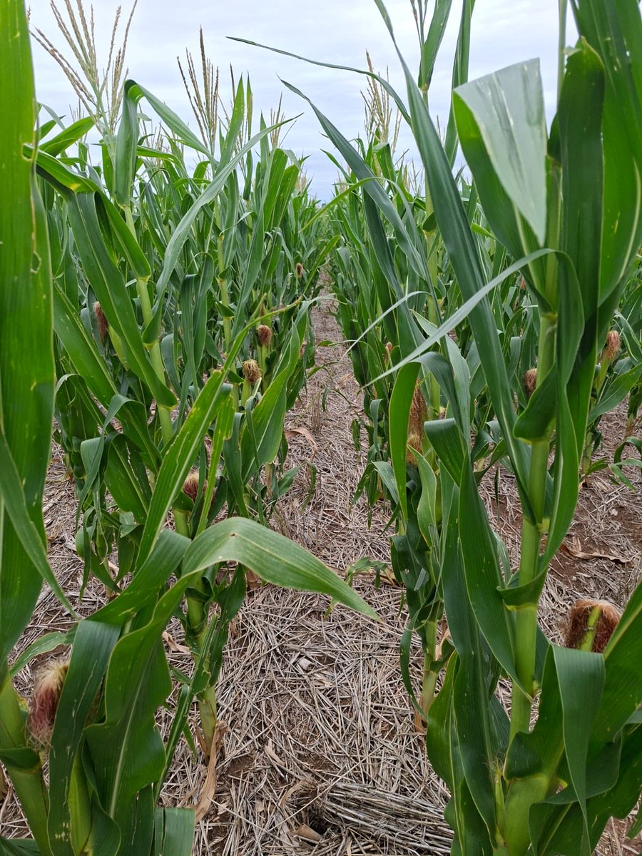 Llegan fotos de maices ultrajaba densidad zona de San Luis!! Específicamente la lucre, Alto pelado. Macolladores con 14 mil plantas y dobles espigas con 20 mil!! Rinde objetivos de 4000 a 6000kg/ha, Estamos en carrera!. “El maíz es del sudoeste”