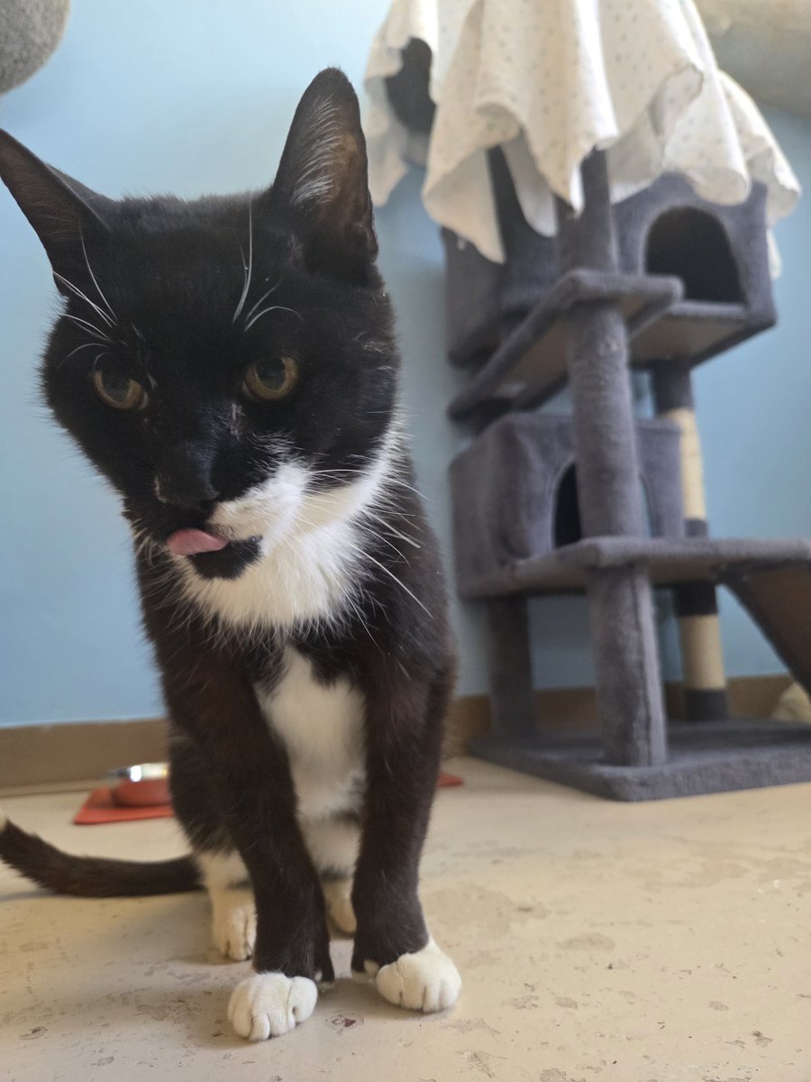 RappCatsAdopt's tweet image. Stevie says your dinner looks very yummyyyyy!
Would you share with him??
#yumm #hungryeyes #funny