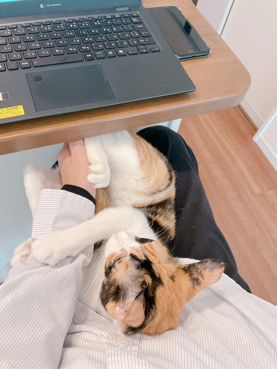 みなみと猫たち (@GUuNEMU_PACHI) on X