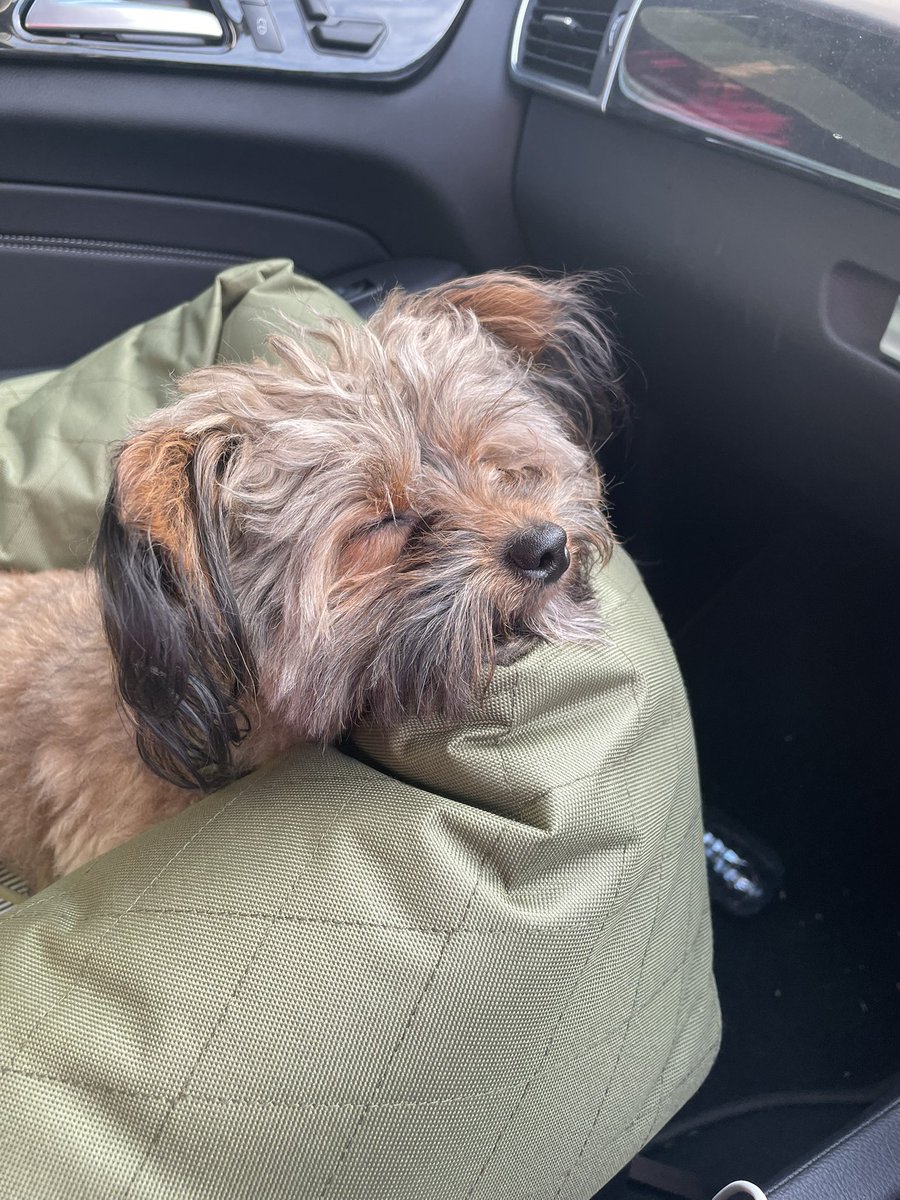 RayeCharles's tweet image. School drop off was too early for this little pooch 😂 #teddy