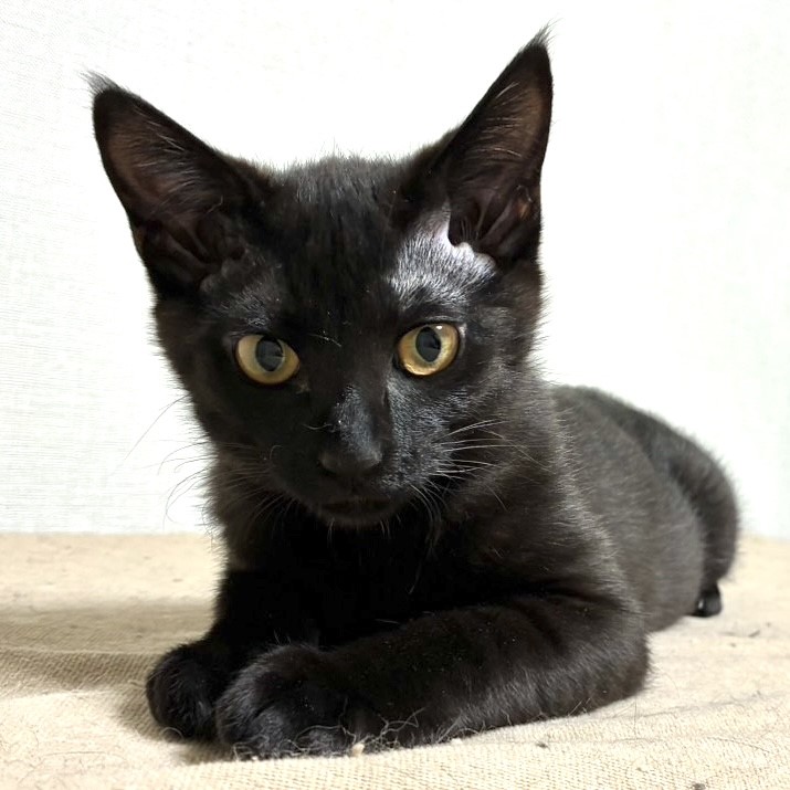 しあわせにゃんこ (@shiawasenyan_22) / Posts / X