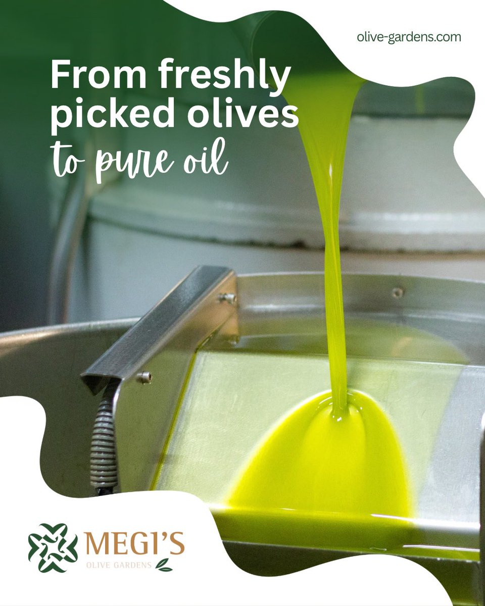 Our process starts in the orchard, with olives harvested at the right moment and handled with care. They are pressed while fresh, using a clean and simple process that protects their natural character.🍃🫒

#fresholives #pureoliveoil #oliveoilproduction #fromorchardtotable