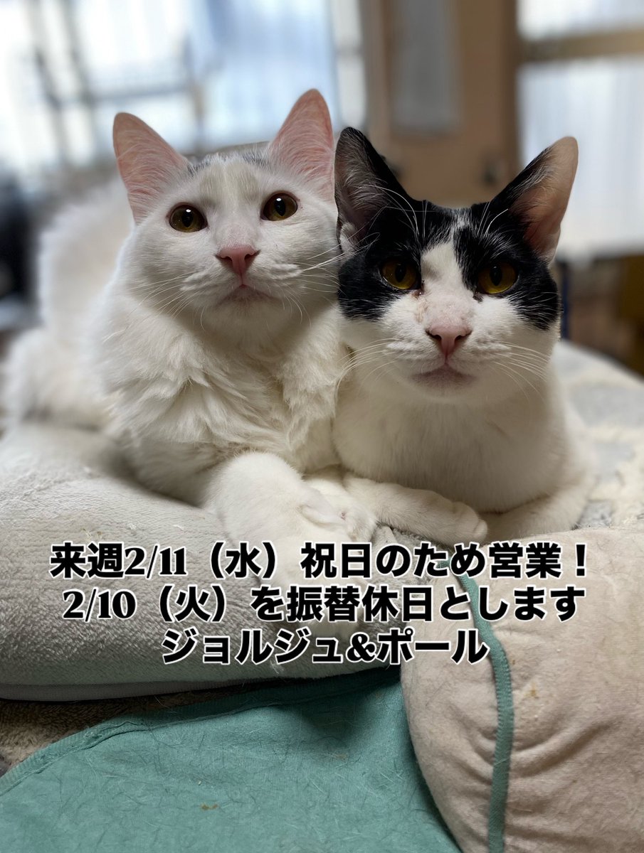 猫カフェみーちゃみーちょ (@miciamicio_neko) / Posts / X