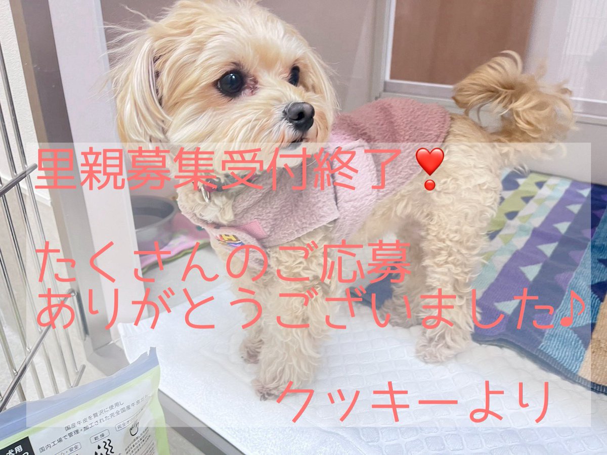 🐕里親募集中のクッキーについてお知らせ

里親さん募集の受付は終了いたしました。

たくさんの方から「クッキー」の里親希望のご連絡を頂戴し、ありがとうございました。

これからクッキーの新しい家族候補さまと順にご面談予定です♪

#里親募集中 #里親 #保護犬 #保護猫