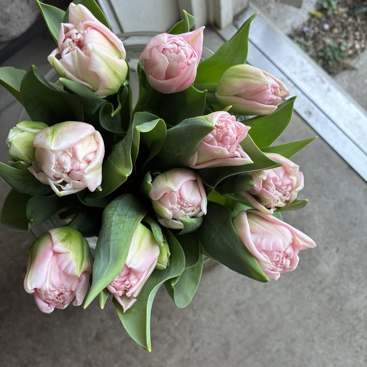 さくらんぼ Sakuranbow (@sakuranbow20) / Posts / X