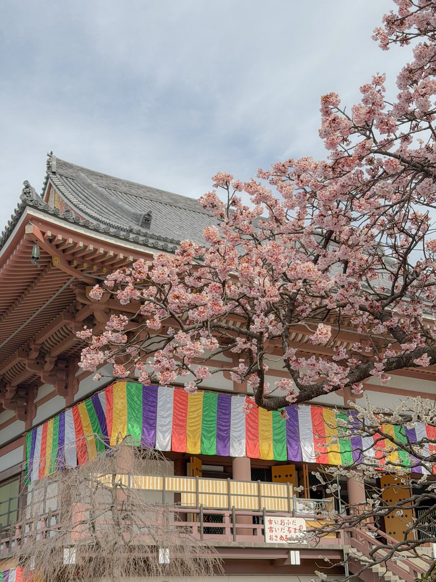 jayceegs's tweet photo. 西新井大師　

寒桜…. かな？綺麗だった🥹🌸 https://t.co/6OdRVNFxH9