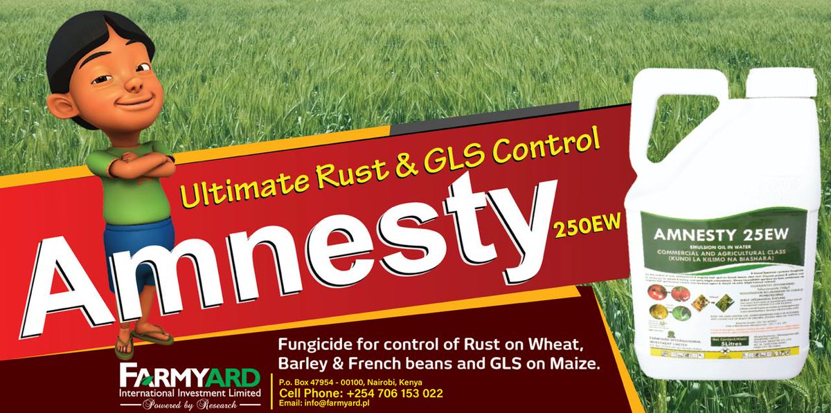 Mcl_kenya's tweet photo. Rust cutting into your wheat yields? 🌾
Amnesty 250EW controls leaf, stem &amp; stripe rust with dual protect-and-eradicate action.
Apply at flag leaf stage for best results.
#WheatFarming #Amnesty250EW #RustControl #CropProtection https://t.co/7pwQOkjVqz