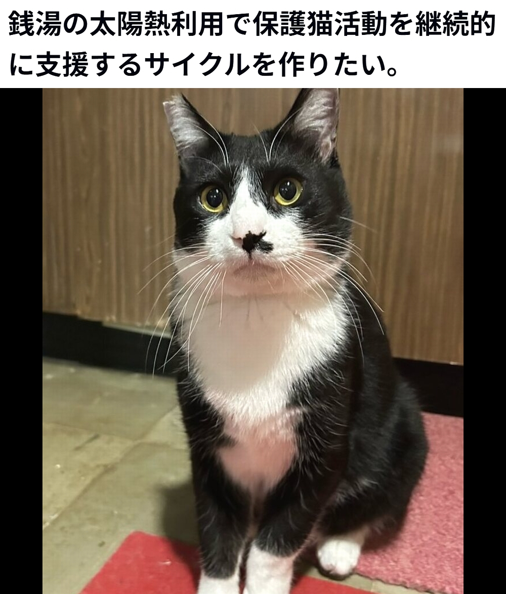 🆘#拡散希望🆘
【銭湯の太陽熱利用で保護猫活動を継続的に支援するサイクルを作りたい】への御支援お願いします🙇‍♂️
↓
readyfor.jp/projects/hare-…

残り7日で、達成率35%(残り129万8千円)と、大変 厳しい状況です！
達成率が100%に達しないと支援金を受取る事が出来ません。

お願い致します🙇‍♂️