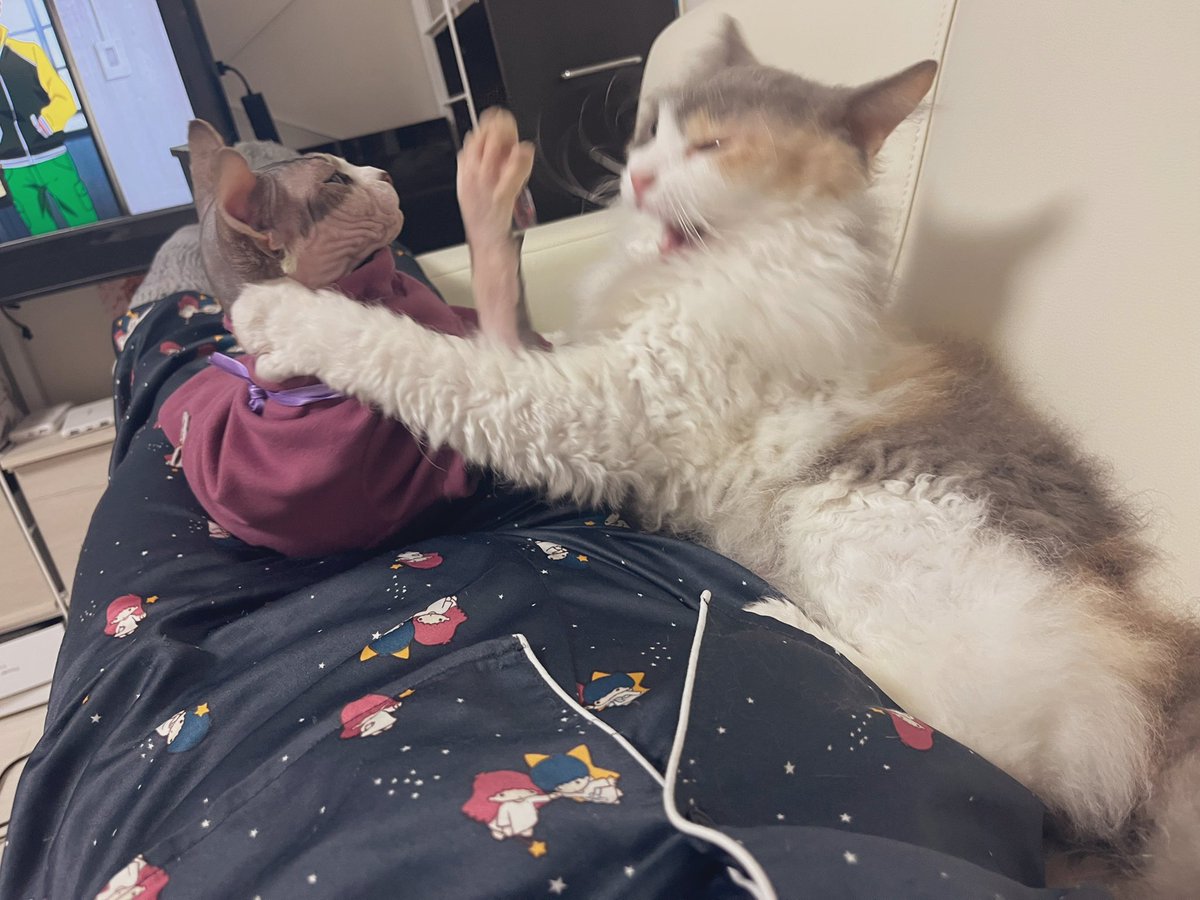 わたしの体の上で喧嘩が勃発

雌猫の仁義なき戦いに巻き込まれた
流れ弾がすごい

えっとすごく痛い
あぁ、やめてほしい

わたしのために争わないで←