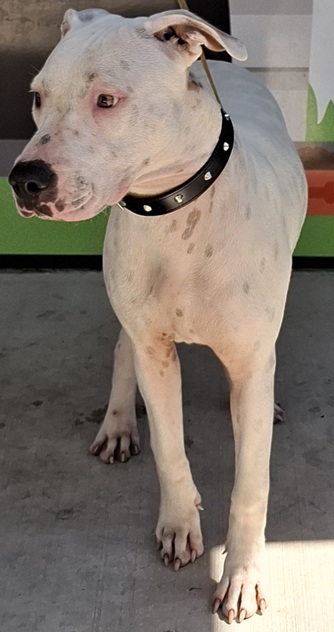 Mackay Regional Council tweet media