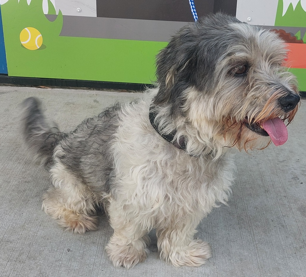 Mackay Regional Council tweet media