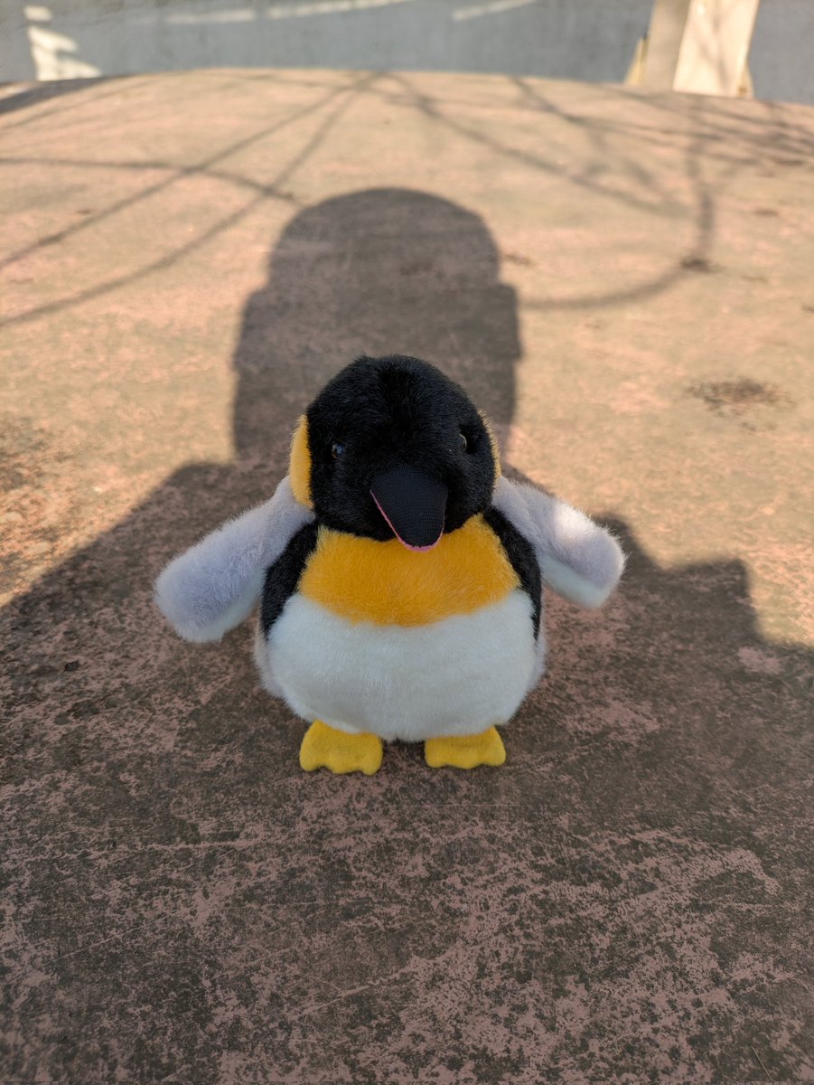 にゃー吉 (@nya_kichi_1215) / Posts / X