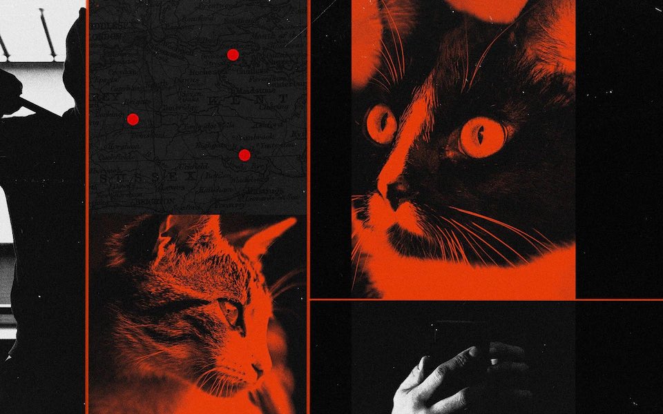 The criminals behind a shocking rise in cat theft

Since 2023, the number of ‘catnappings’ in the UK has shot up. Now reports have emerged of mass-breeding programmes using abducted moggies