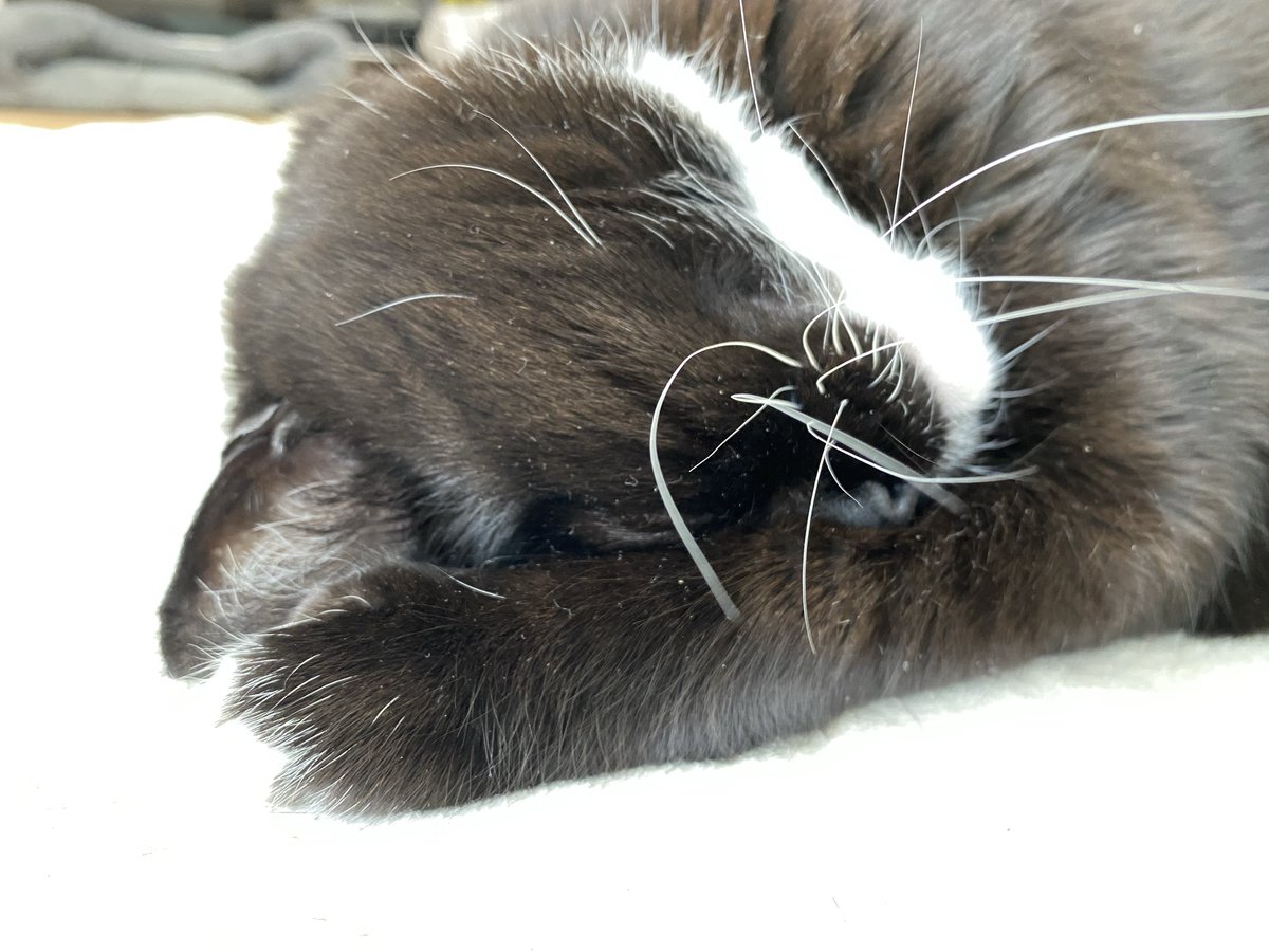 siropirania's tweet photo. 暖かくなると眠い
…いつも眠い https://t.co/oQWLjLtGkX