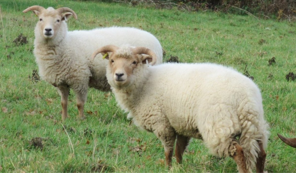 Wool has natural UV protection (SPF 30+).

It wicks moisture away from skin while retaining warmth.

It naturally resists bacteria and odor.

It's naturally elastic and returns to shape.

It's naturally fire-resistant without chemicals.

It biodegrades completely in 3-5 months.