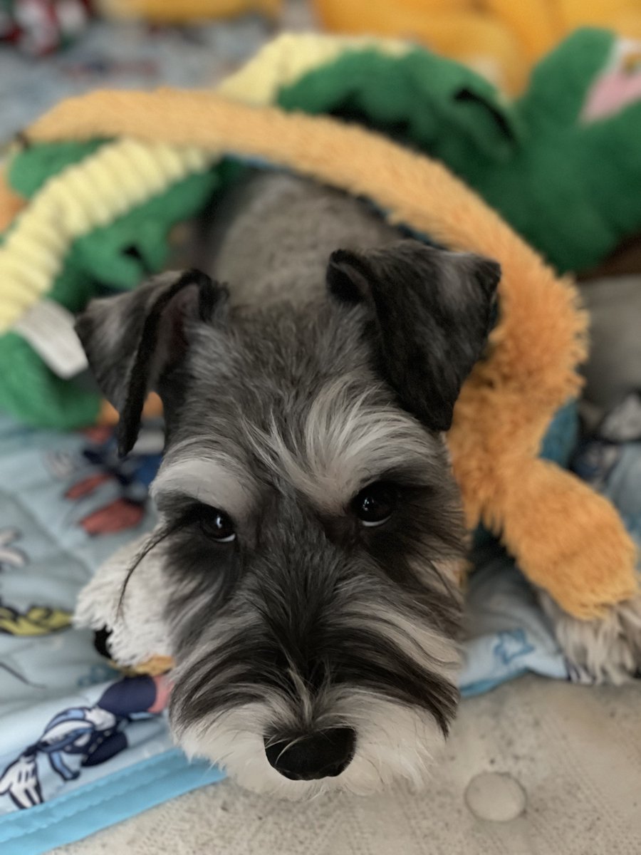 この体勢でじっとしてて何事笑
どういう心情なんだろう🐶 