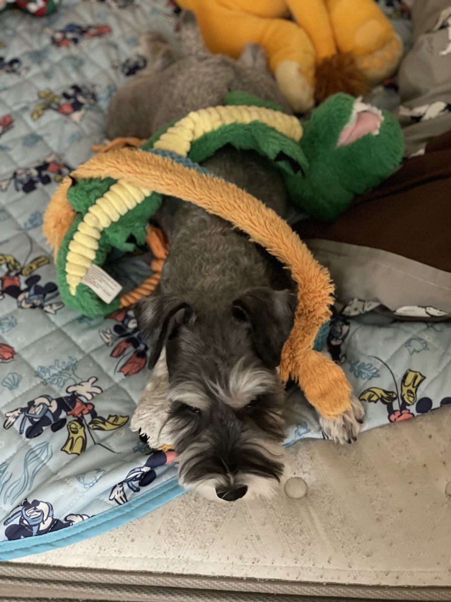 この体勢でじっとしてて何事笑
どういう心情なんだろう🐶 