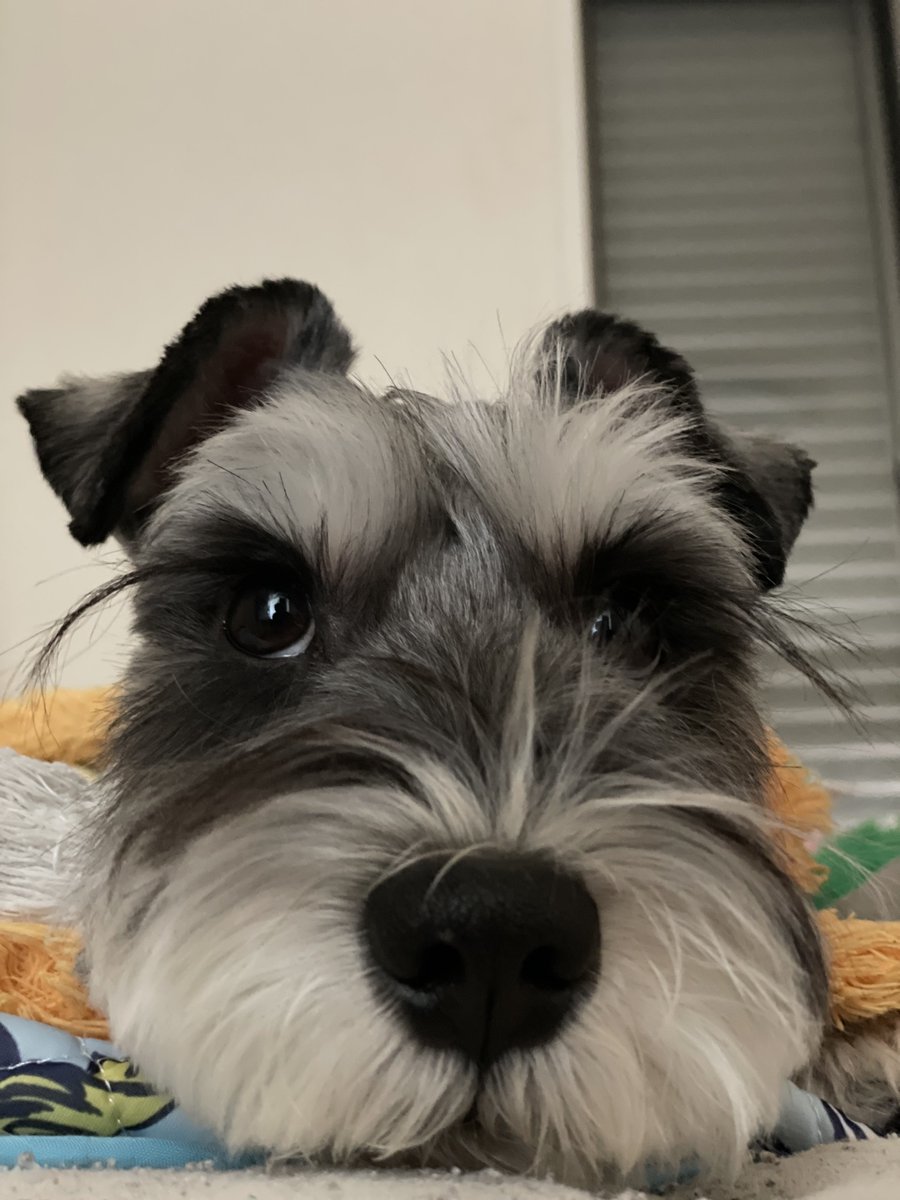 この体勢でじっとしてて何事笑
どういう心情なんだろう🐶 