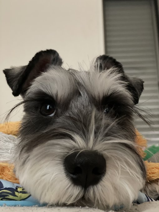 この体勢でじっとしてて何事笑
どういう心情なんだろう🐶 