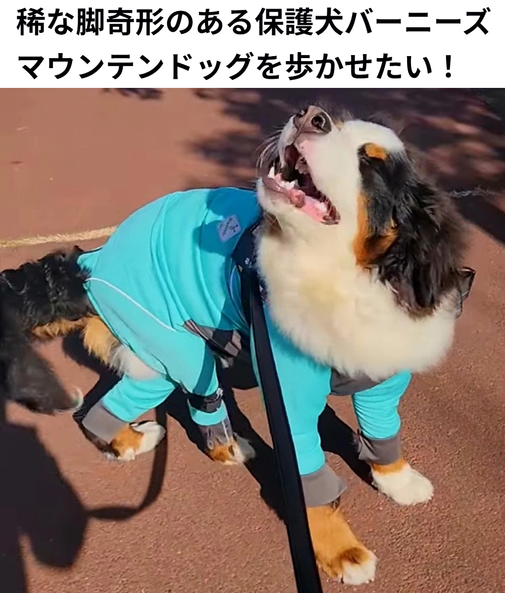 🆘#拡散希望🆘
クロロ くん の 稀な脚奇形 の手術費のクラウドファンディングへの御協力お願いします🙇‍♂️
↓
readyfor.jp/projects/chrol…

残り20日で、達成率18%(残り122万3千円)と、厳しい状況です！
達成率が100%に達しないと支援金を受取る事が出来ません。

ご支援宜しくお願い致します🙇‍♂️