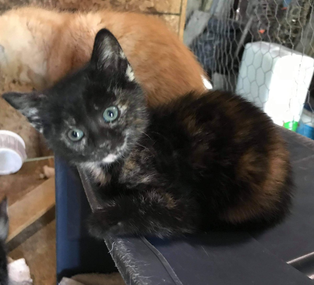 pleabdie (comms closed) tweet media