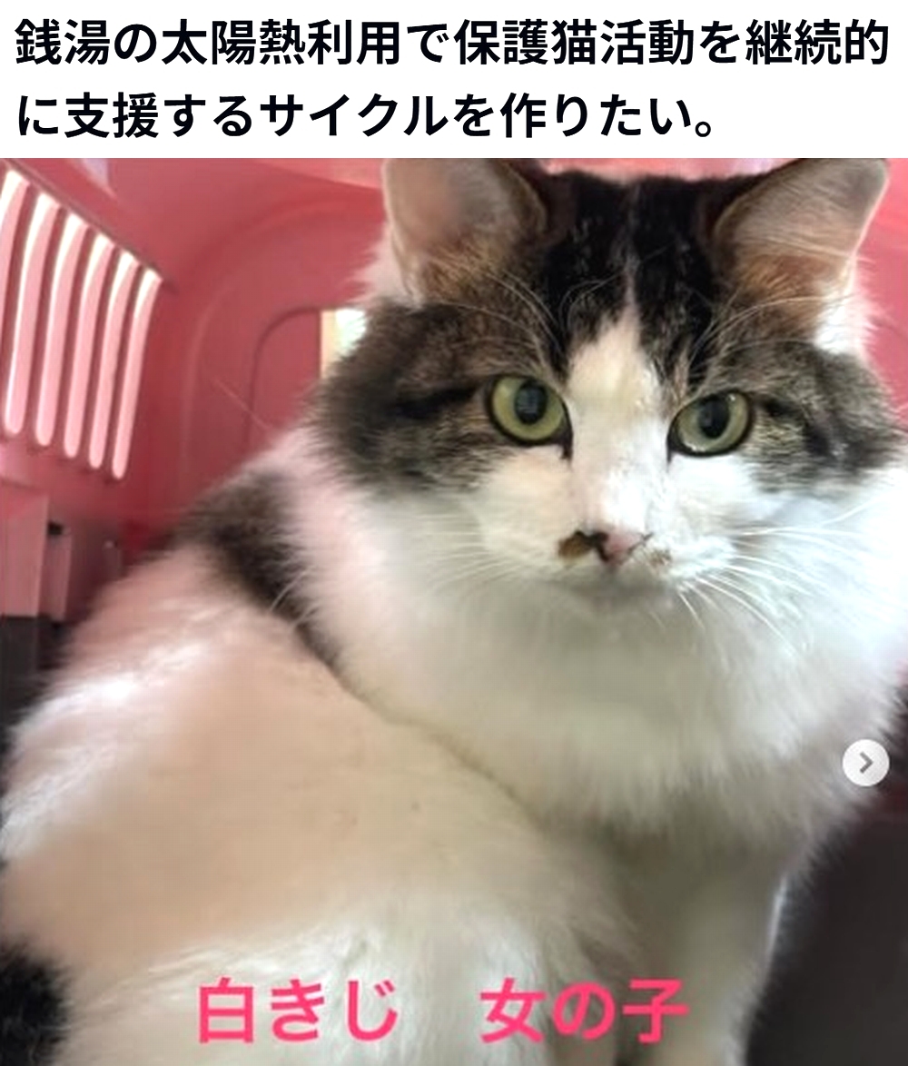 🆘#拡散希望🆘
【銭湯の太陽熱利用で保護猫活動を継続的に支援するサイクルを作りたい】への御支援お願いします🙇‍♂️
↓
readyfor.jp/projects/hare-…

残り7日で、達成率35%(残り129万8千円)と、大変 厳しい状況です！
達成率が100%に達しないと支援金を受取る事が出来ません。

お願い致します🙇‍♂️
