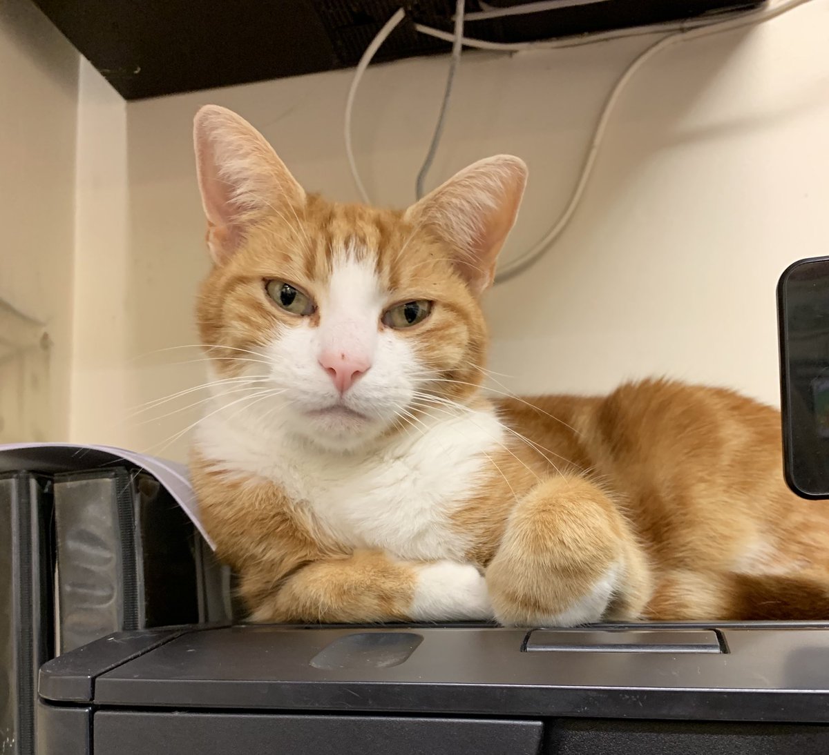 George The Stourbridge Junction Station Cat tweet media