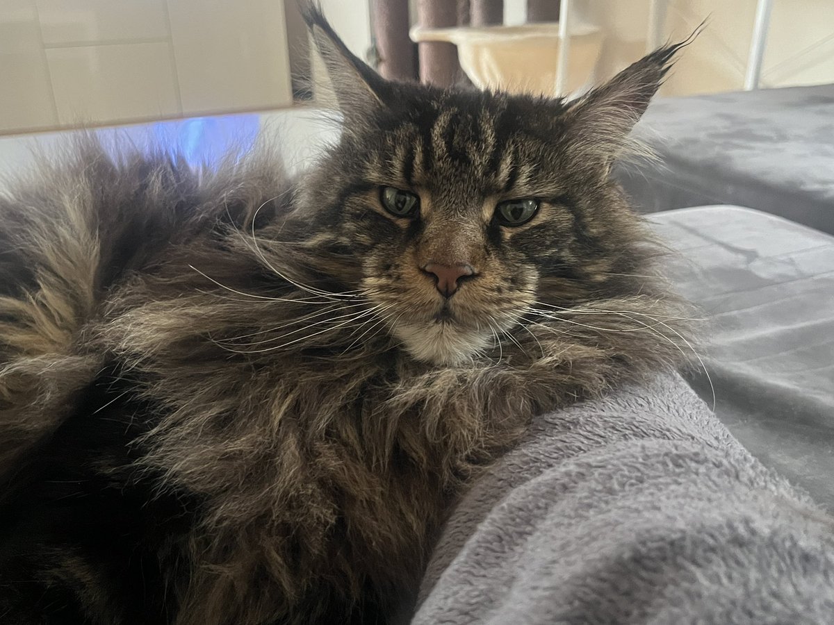 coding_jay's tweet image. Guten Morgen!