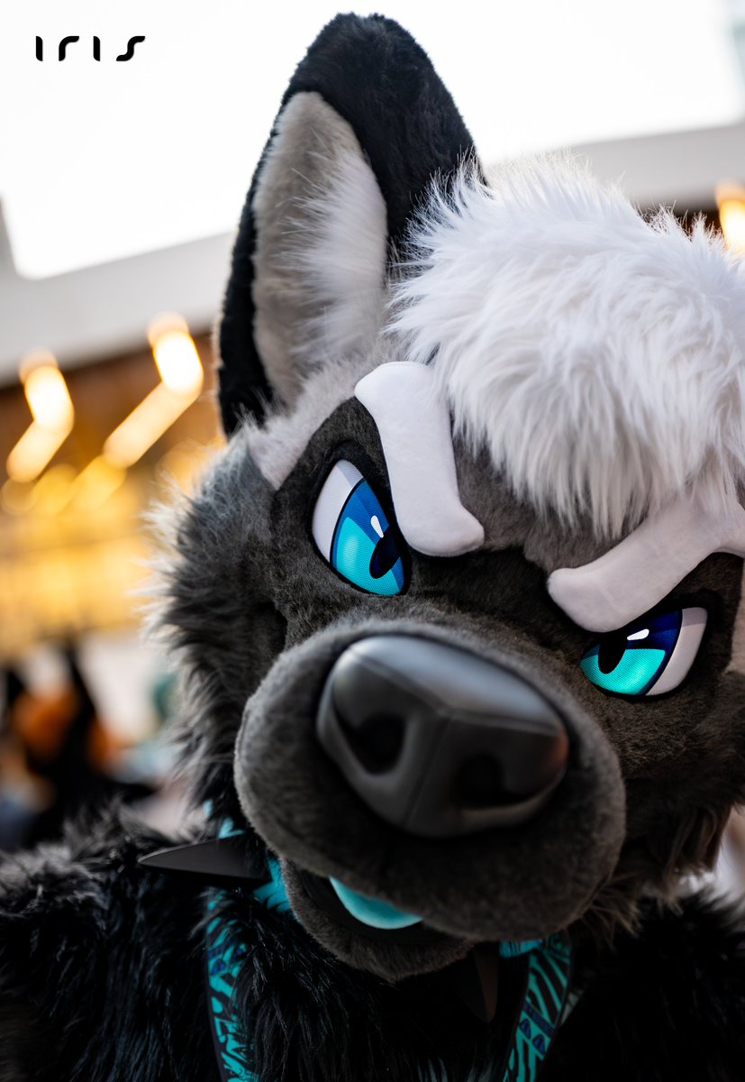 🦊 Iris 🦊 @ FE tweet media