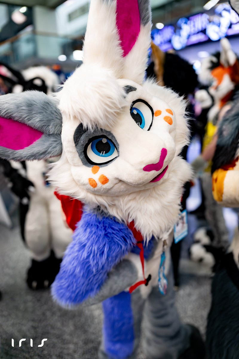 🦊 Iris 🦊 @ FE tweet media