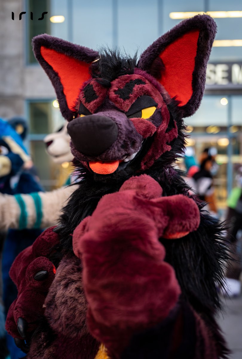 🦊 Iris 🦊 @ FE tweet media