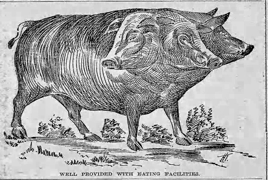 oddoldnews's tweet photo. Plenty Of Pigs’ Jowl

The Chicago Chronicle, Chicago, Illinois · Sunday, June 28, 1896 https://t.co/Ts6k8RqivS
