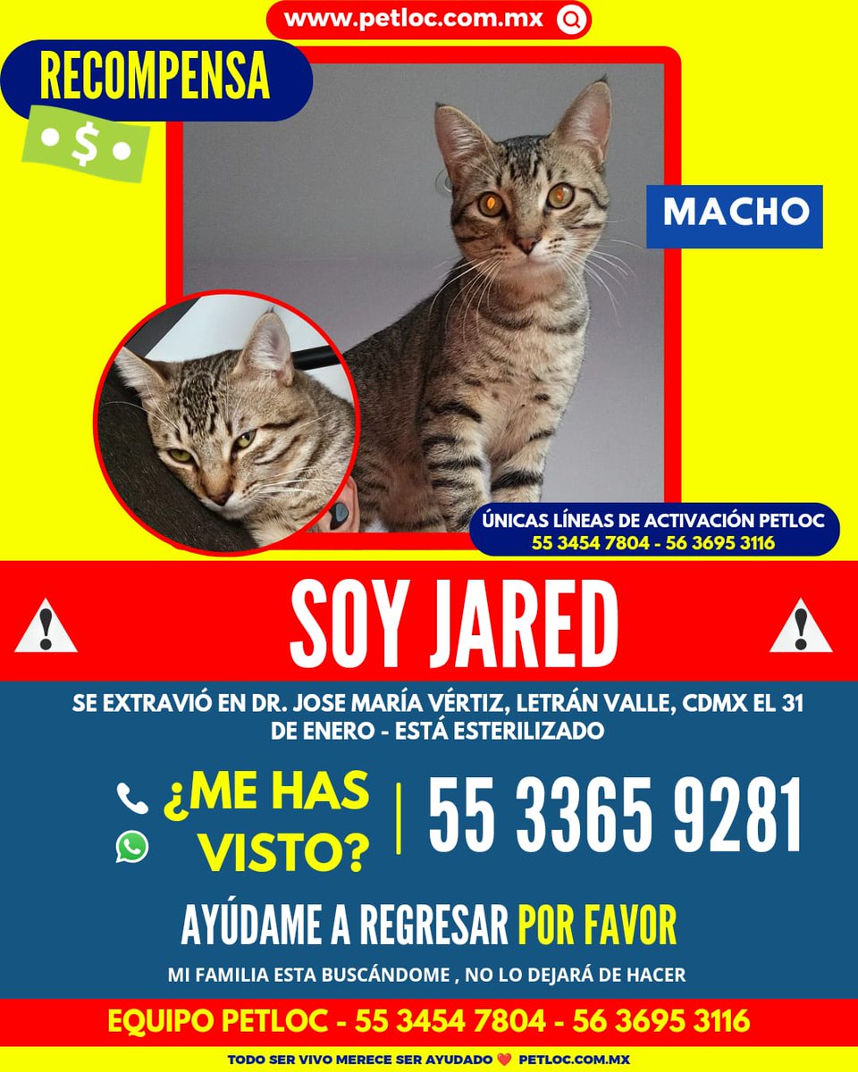 anpira's tweet photo. @Narvarte_  Jared está perdido, lo han visto sobre pilares y Tajín, se saltó al patio de la vecina y la dueña del patio lo saco a la calle. Cualquier información es bienvenida... https://t.co/wsx1cXGhRG