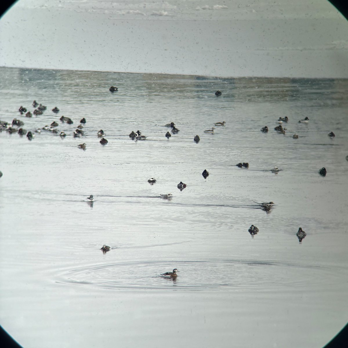 Dan Baldassarre tweet media