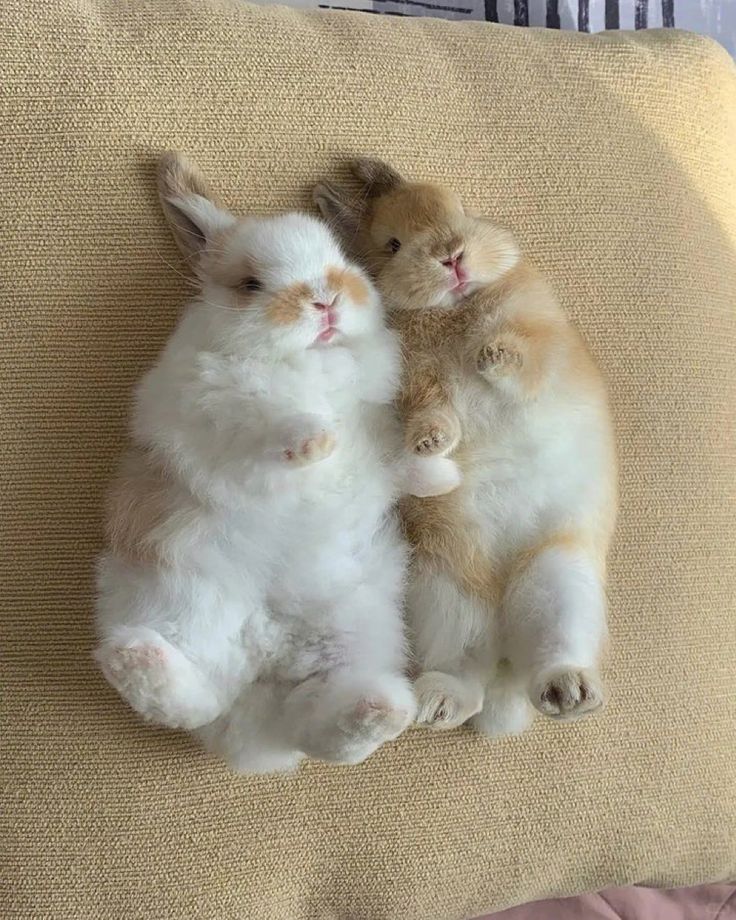 popular (@popularrabbit) on Twitter photo 
