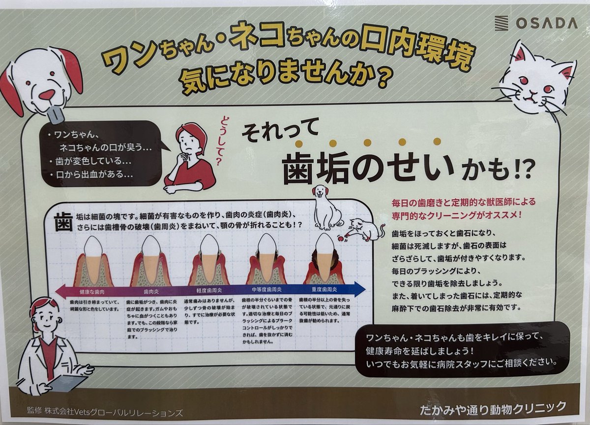 takamiya_pet's tweet photo. 今年も3月から春の健康診断のお得なコースを始めます🌸
健康診断を受けて下さった方限定ですが、歯のスケーリングもキャンペーンを行う予定です😊口内環境を綺麗に保つのは、とても大切ですので、ぜひご利用下さい🦷
#たかみや通り動物クリニック　#春の健康診断キャンペーン https://t.co/HuiNtt2Xxr