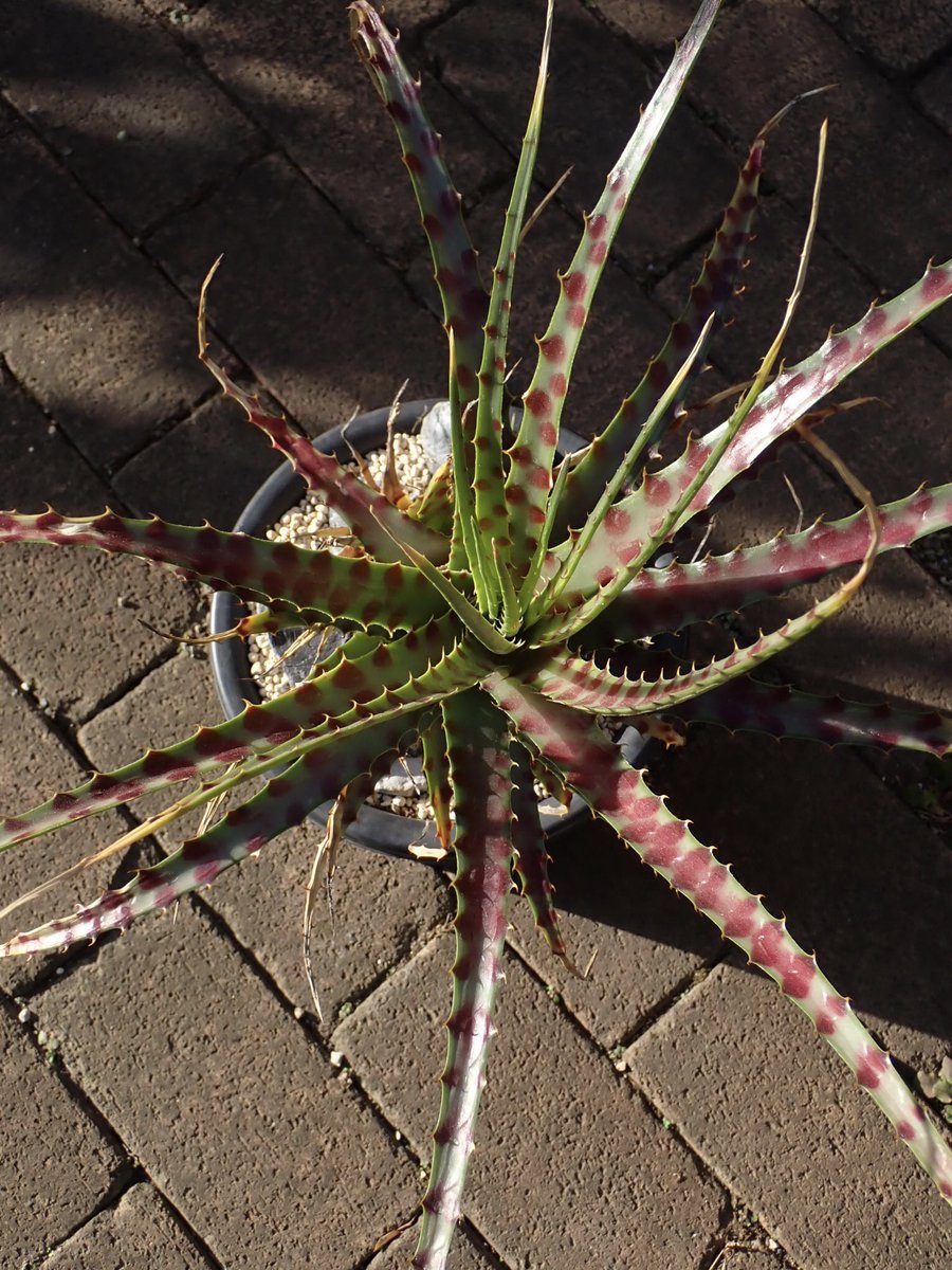 バイ穴 (@bahi_fp) on Twitter photo 