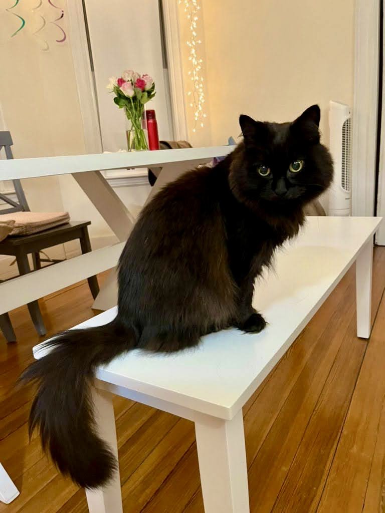 しんコロ/しゃべるねこ、しおちゃん (@theoshio) / Posts / X