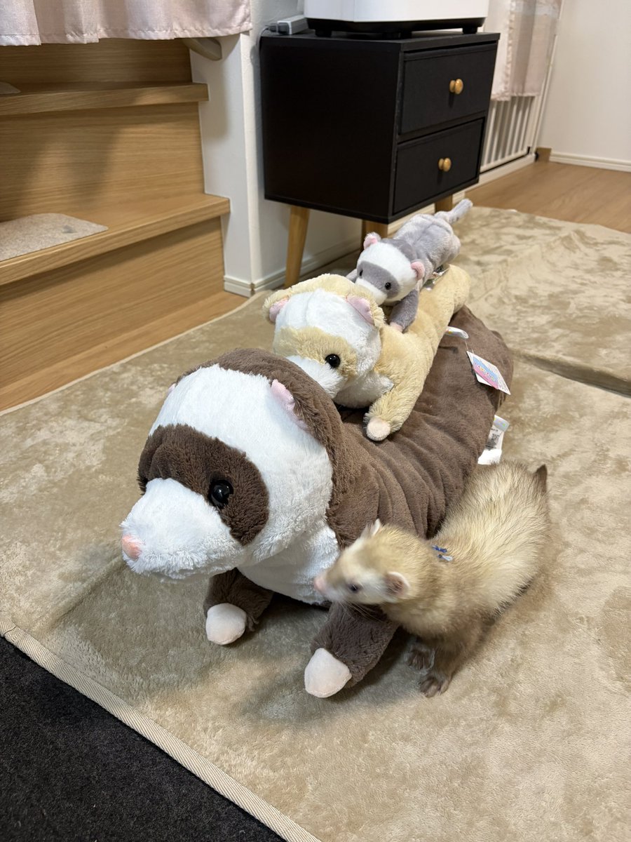 アミューズ AMUFUN【公式】 (@AMUSE_japan) / Highlights / X