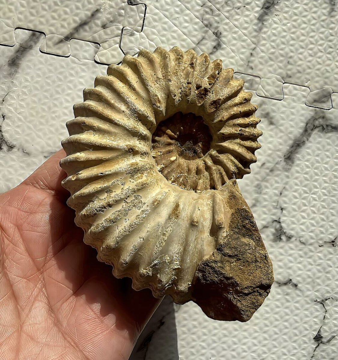 マダマダマダガスカル (@xkpSNxcigsIRTGZ) / Posts / X