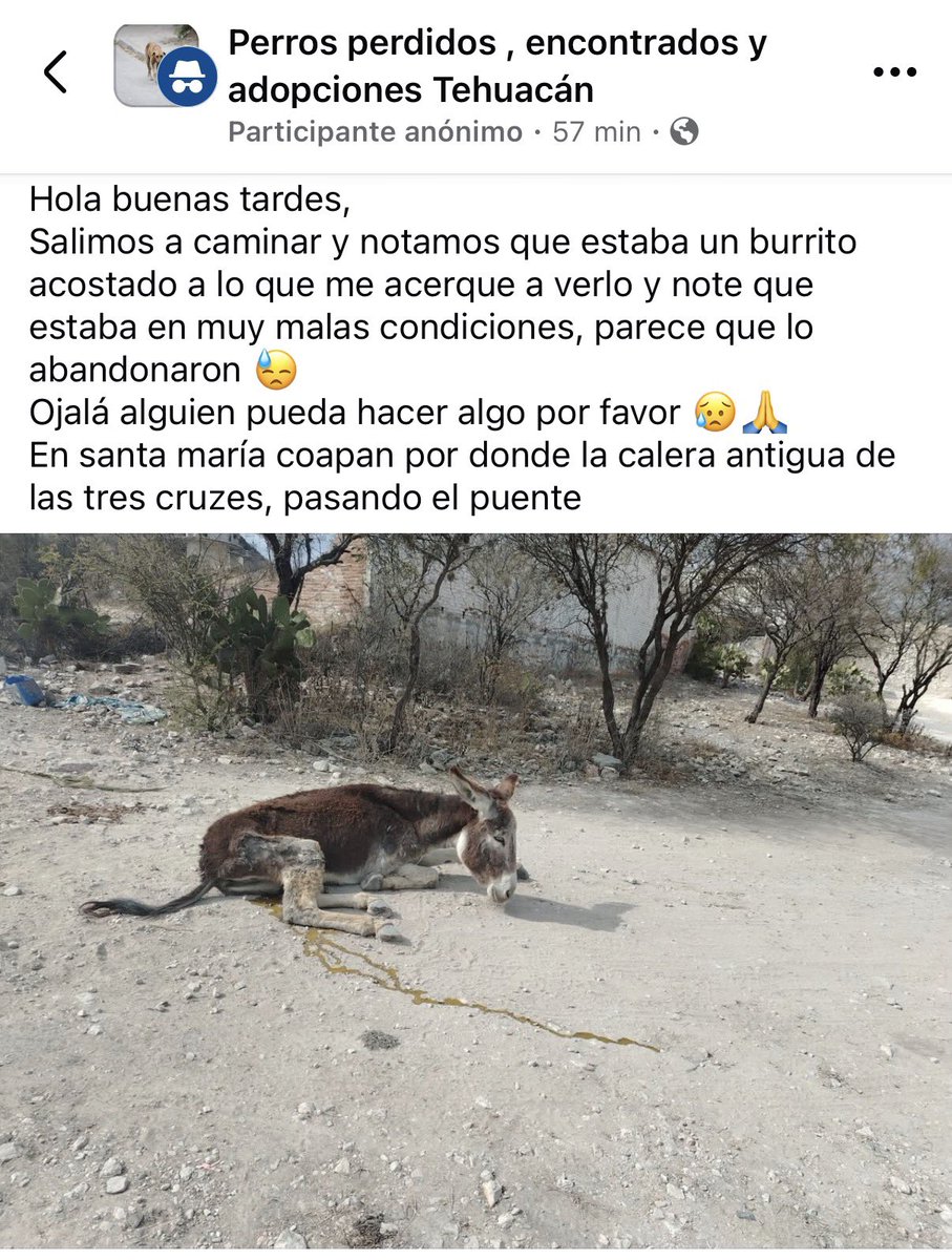 Esto pasa en la ciudad de Tehuacán puebla podrían ayudar de algún forma? El municipio dudó q lo haga  <a href="/sereslibres_mx/">Seres Libres A.C.</a>  😔🙏🏻