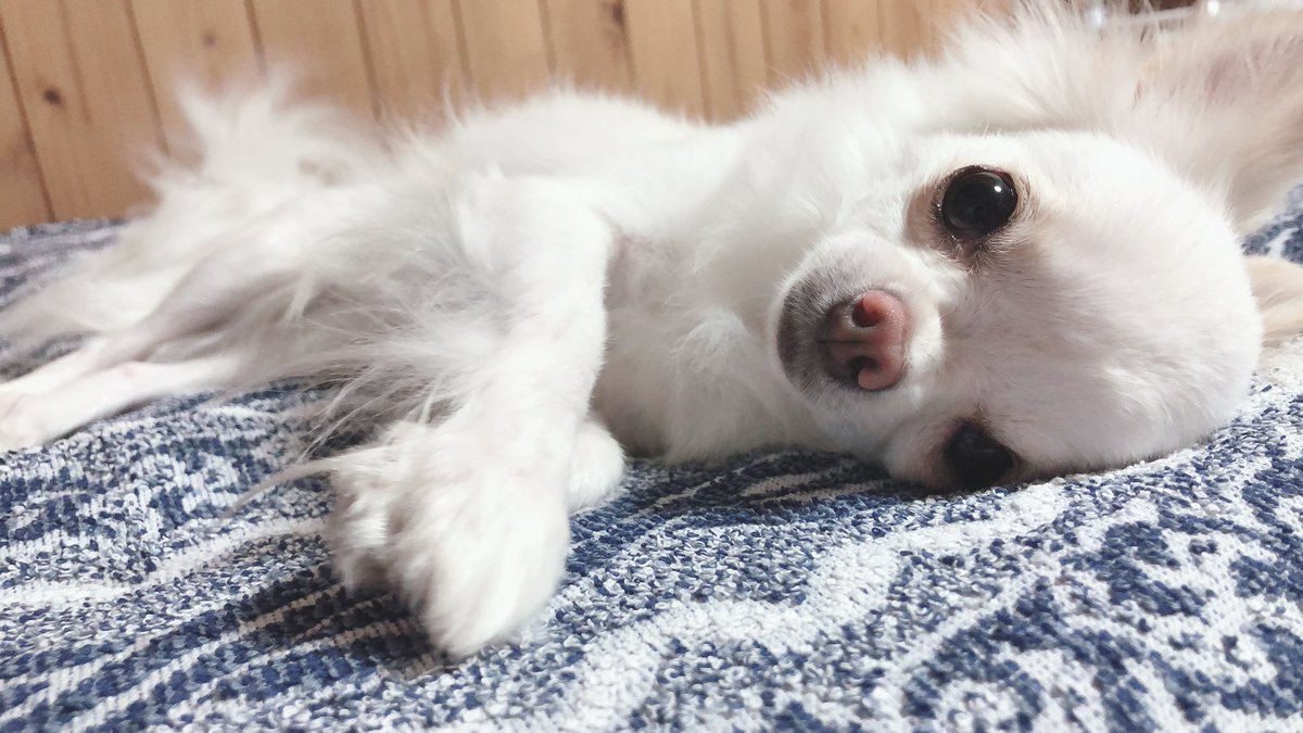 🦄あやんちゃん🌈 (@31164Aj) / Posts / X