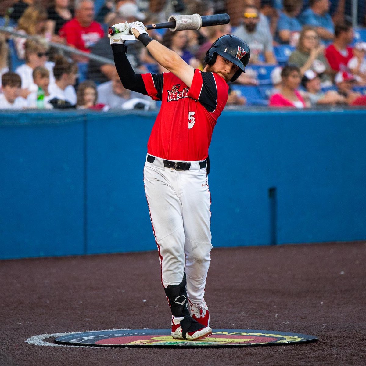 Washington Wild Things tweet media