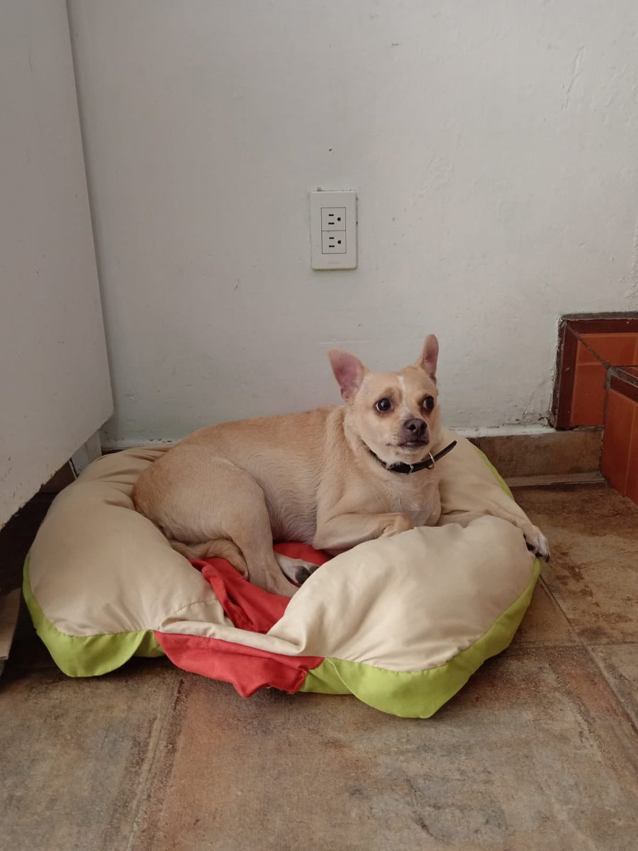 Adopta a Patas 🐕‍🦺💙🐾🙂….
Es un pequeño talla ch-m..5 años, protocolo completo. Si puedes adoptarlo escribe al 55 4059 2155 CDMX. <a href="/guerashome/">Imatis Burton</a> <a href="/MascotaCoyoacan/">Mascotas Coyoacán 🐾</a> <a href="/MascotasSismo/">Mascotas Sismo</a> <a href="/mascotasdifunde/">Difusión de mascotas</a>  <a href="/RescateAnimal/">Rescate Animal</a> <a href="/AdoptaCDMX/">AdoptaCDMX</a> <a href="/Animales_CDMX/">AnimalesCDMX</a>