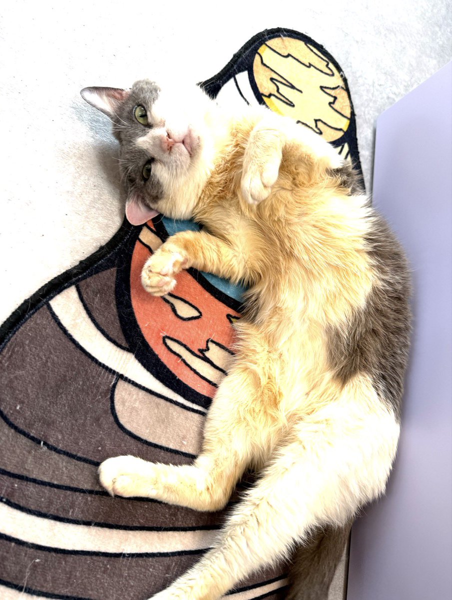 雷十太先生 (@asjSvnCZl18wKXM) / Posts and Replies / X