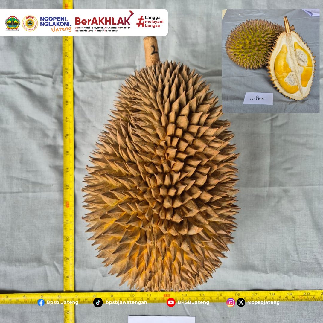 bpsbjateng's tweet photo. (Kamis, 05 Februari 2026) Petugas PBT BPSB Jawa Tengah, Pemulia BRIN, dan Petugas Dinas Pertanian Kabupaten Semarang melaksanakan Uji Observasi Durian varietas  lokal J Pink asal Desa Brongkol, Kec Jambu Kab. Semarang untuk karakterisasi buah Durian J Pink. (1/3) https://t.co/6KavFUuq7X